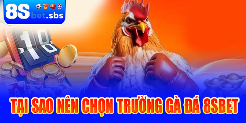 Tại sao nên cược các trường gà đá tại 8sbet