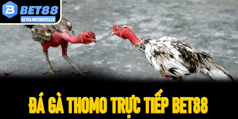 Đá Gà Thomo Trực Tiếp Bet88